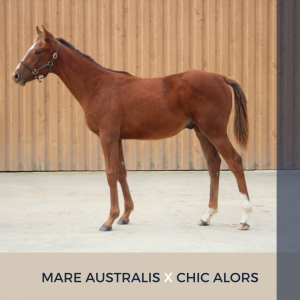 Foal mâle : mare australis x chic alors