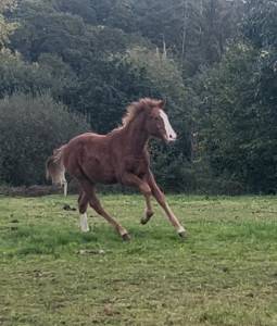 Foal par itoki de riverland sur bonne souche sf