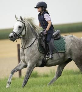 Mare Arabian For sale 2019 Grey