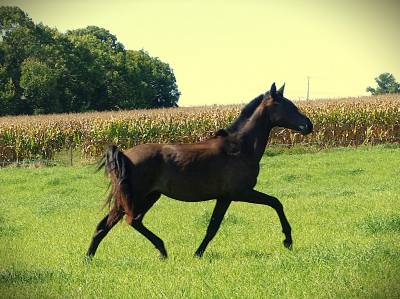 Poulain pp pre, foal