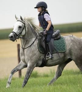 Yegua poni de silla belga en venta 2019 tordo por tca shaikh al damaran