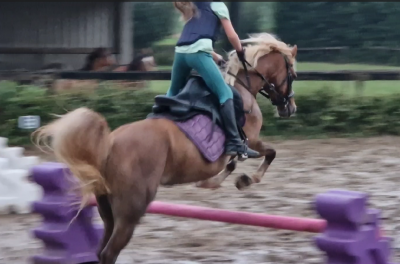 Poney welsh c avec une grande capacité de saut