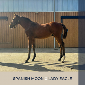 Foal mâle : spanish moon x lady eagle