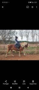 Ponette haflinger 9 ans 