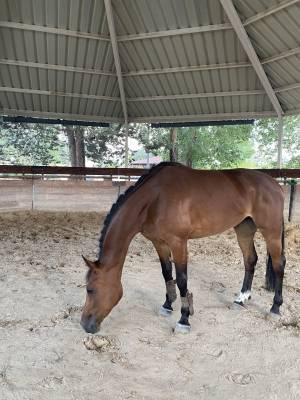 Pouliche zangersheide 5 ans - saut d'obstacles