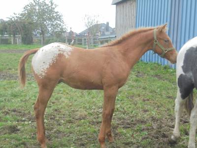 Poulain appaloosa