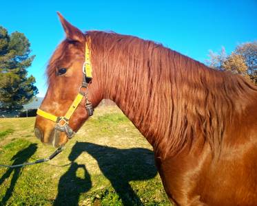  cheval espagnol à vendre