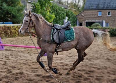 Superbe hongre pur-sang arabe de 2,5 ans, grande taille