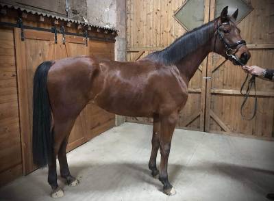 Caballo castrado Silla Francés En venta 2020 Bayo