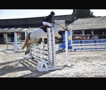 Poney jument connemara de 13 ans – 148cm