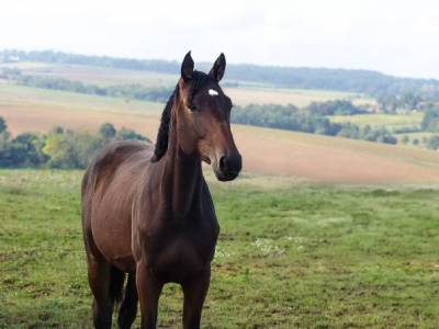 Yearling par quel homme de hus