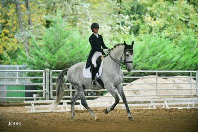 Cheval de dressage pre 9 ans 