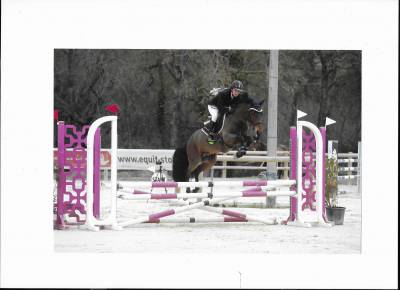 Poney de sport 5 ans new forest