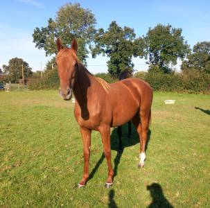 Yearling par nirvana du berlais 