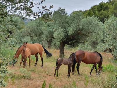 Granja ecuestre En venta Tarragona