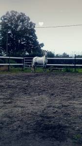 Cheval très bonne origine pre