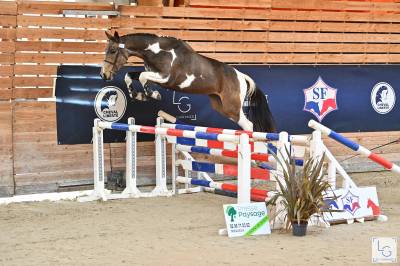 Caballo entero Silla Francés En venta 2021 Tobiano por Ulyss Morinda