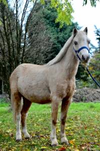 Mare Welsh Pony (Section B) For sale 2020 Palomino