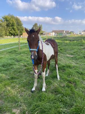 Poulain welsh pb hors taille pie 