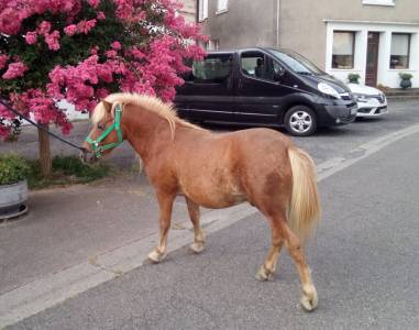 Poney type shetland