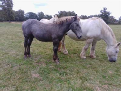 Poulain male percheron 8 mois 