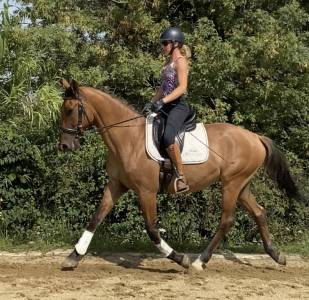 Lusitano sport