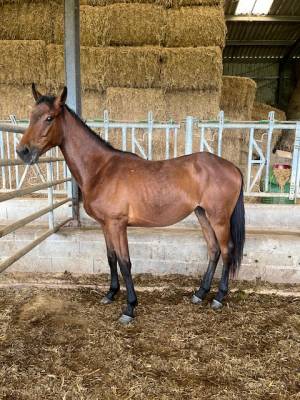 Caballo castrado silla francés en venta 2023 bayo por roy de la vallee
