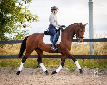 Knappe 3 jarige kjento merrie te koop