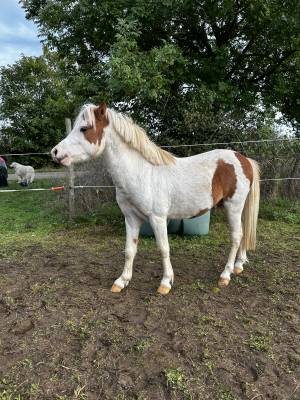 Poney entier à vendre