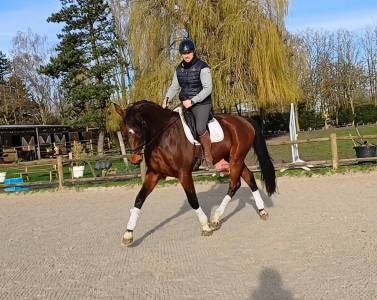 Hongre oldenburg dressage 6 ans