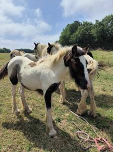 Irish cob d