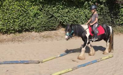 Lucky, hongre Irish cob de 10 ans et +/- 1,20m