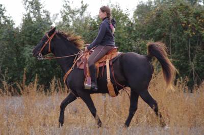 Rocky mountain horse