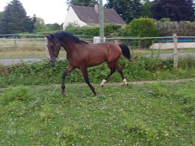 Yearling par kasper’s ronaldo / mère ipo 130 indicée