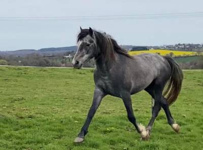 Poney hors taille 4 ans 