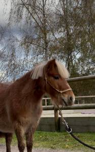 Gelding Shetland Pony For sale 2019 Chesnut