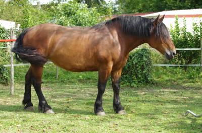 A vendre jument cob normand