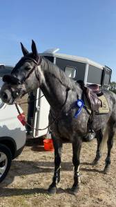 à vendre cheval de 7 ans cso