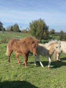 Ponette oc type shetland 