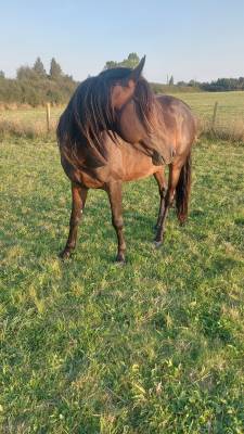 Vente de chevaux  poulinières, jeunes chevaux