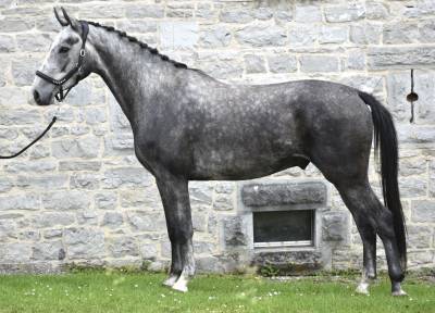 Chevaux Gris a vendre Equirodi France