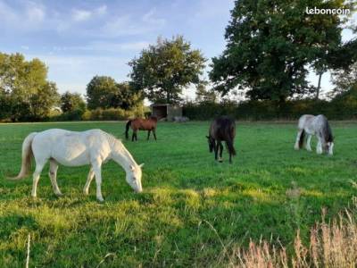 Pension chevaux, poneys, anes - la terre du cheval (79)