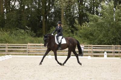 Magnifique hongre de dressage par rubin royal ,4 ans