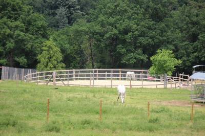 Ecurie grillon - pension chevaux (69530 orlienas)