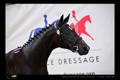 Pouliche de 2 ans - dressage - hanovrienne 