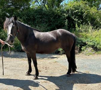 Ponette c pottok 4 ans 