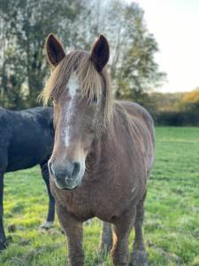 A vendre : magnifique jument cob  normande