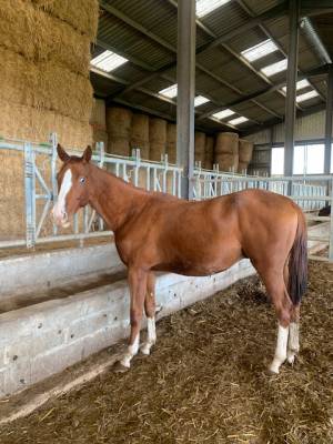 A vendre cheval hongre selle francais ne en 2022