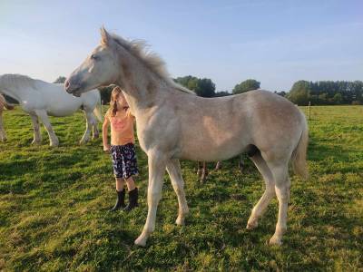 Jeune cheval arabo-boulonnais