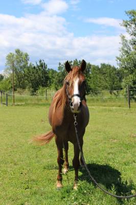 Kinoui, hongre de 4 ans